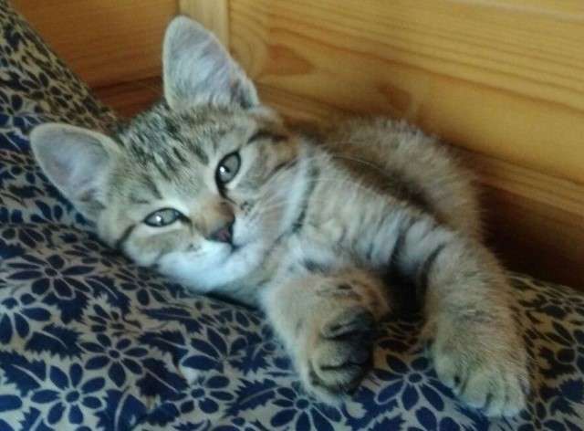 Полосатый котенок в добрые руки! Девочка, 2 месяца. Полосатый котенок в добрые руки! Девочка, 2 месяца.