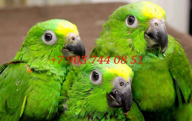 Желтокоронный или желтолобый амазон (Amazona ochrocephala ochrocephala ) - птенцы выкормыши Желтокоронный или желтолобый амазон (Amazona ochrocephala ochrocephala ) - птенцы выкормыши