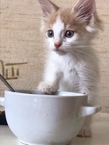 Отдам смешного котенка с сердечком на носу Отдам смешного котенка с сердечком на носу