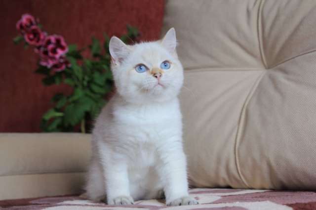 Британский малыш.. Британский малыш..