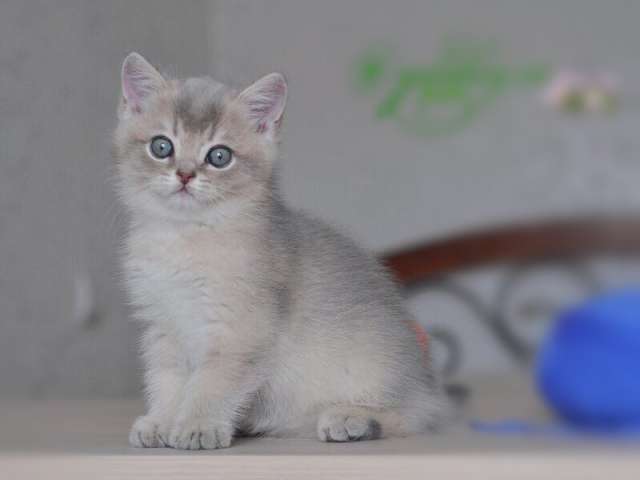Котёнок голубое золото ay11 Котёнок голубое золото ay11