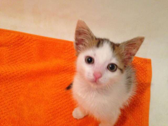 Котенок в добрые руки Котенок в добрые руки