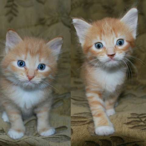 Отдам рыжих котят Отдам рыжих котят