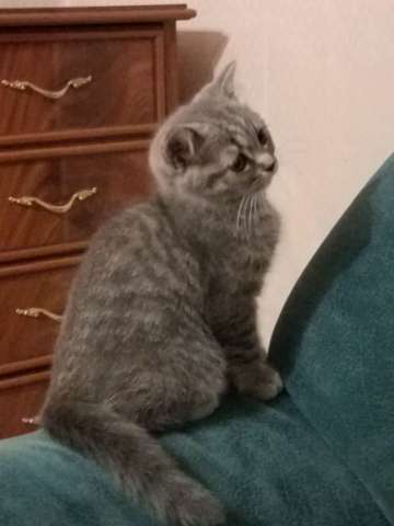 Кошечка Кошечка