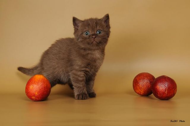 Британские котята Британские котята