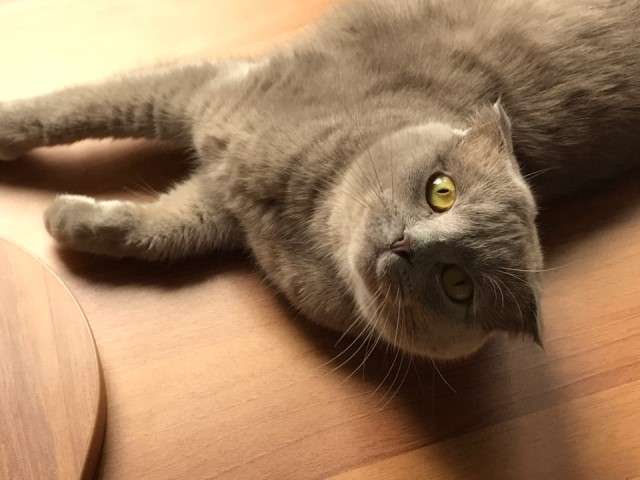 Плюшевая красавица по имени Моника! Шотландская вислоухая кошечка в дар. Плюшевая красавица по имени Моника! Шотландская вислоухая кошечка в дар.