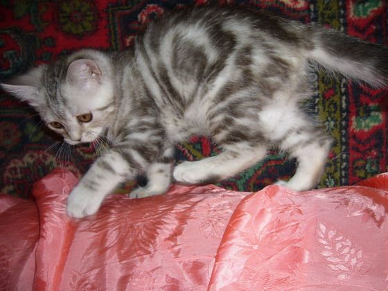 продам британских котят продам британских котят