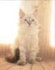 Сибирские котята невского маскарадного и традиционного окраса