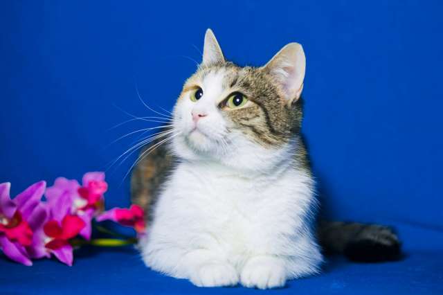 Молоденькая кошка Ляля в добрые руки Молоденькая кошка Ляля в добрые руки