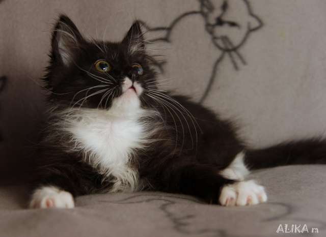 Потрясающий котенок Марик ищет хозяев! Потрясающий котенок Марик ищет хозяев!