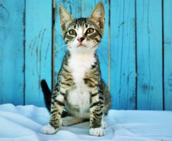 Крошка Полли в поисках дома!! Котенок в дар. Крошка Полли в поисках дома!! Котенок в дар.