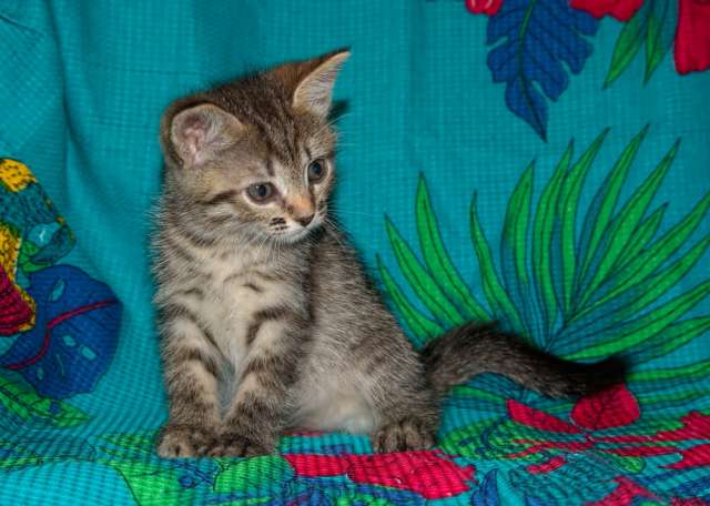 Котенок девочка полосатая табби - в дар. Котенок девочка полосатая табби - в дар.