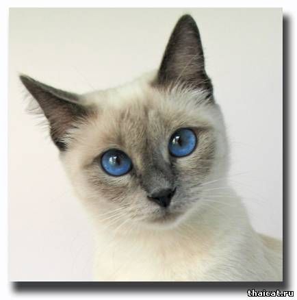 Тайские котята. Клуб Тайских Кошек Тайские котята. Клуб Тайских Кошек