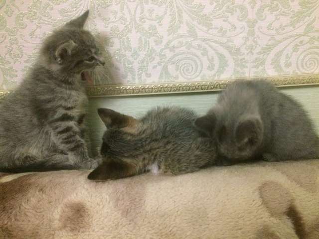 Мусечка и котята ищут добрых хозяев! Мусечка и котята ищут добрых хозяев!