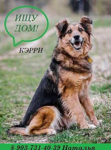 Ищет дом Кэрри. Метис овчарки. 4 года. Ищет дом Кэрри. Метис овчарки. 4 года.
