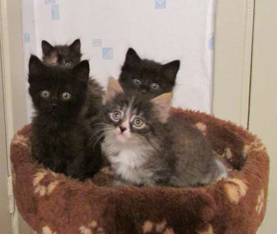 Отдам котенка Отдам котенка