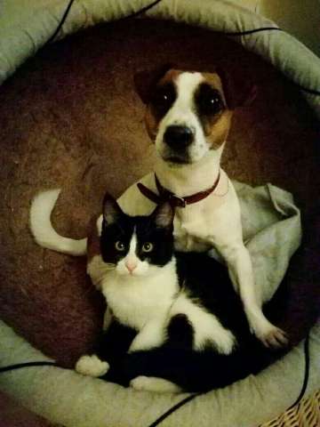 Котенок Хоси ищет хозяев