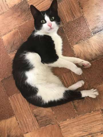 Котенок в добрый руки Котенок в добрый руки