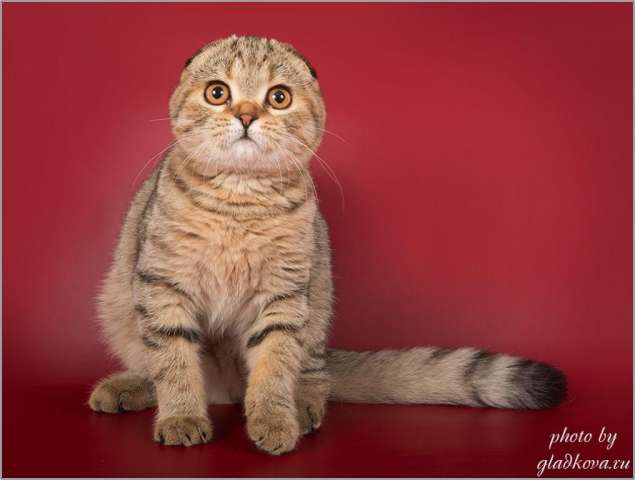 Несравненные шотландские котята Несравненные шотландские котята