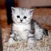 В питомнике "Silver Sharm" можно купить британского или шотландского котенка