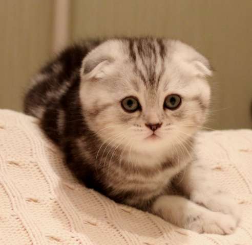 Котята породы британская, шотландская вислоухая/прямоухая Котята породы британская, шотландская вислоухая/прямоухая