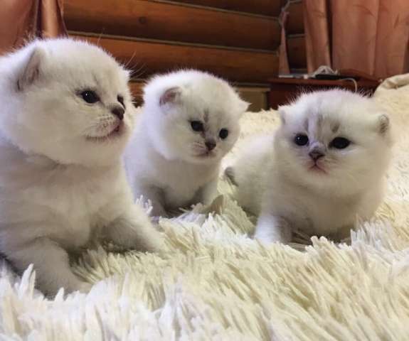Шотландские котята окраса серебристая шиншилла Шотландские котята окраса серебристая шиншилла