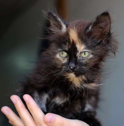 котенок Юка котенок Юка