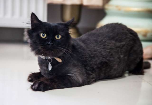Кошечке Котлете (Коте) ОЧЕНЬ нужен ДОМ и ответственный хозяин Кошечке Котлете (Коте) ОЧЕНЬ нужен ДОМ и ответственный хозяин
