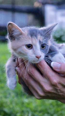 Ищет дом котенок Плюша Ищет дом котенок Плюша