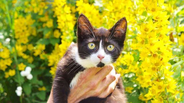 Ищет дом котенок Фелиса Ищет дом котенок Фелиса