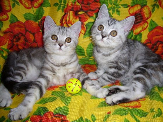 продам британских котят продам британских котят