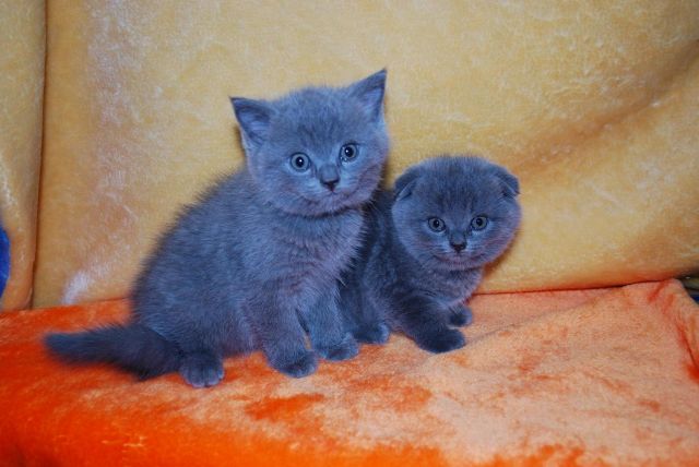 Продаются британские страйт-котята. Продаются британские страйт-котята.