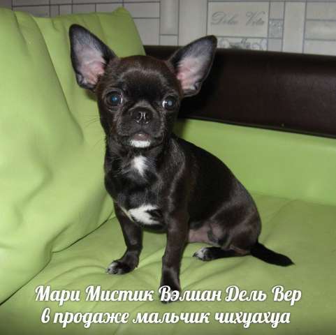 Щенки чихуа из питомника РКФ " Мари Мистик " Щенки чихуа из питомника РКФ " Мари Мистик "