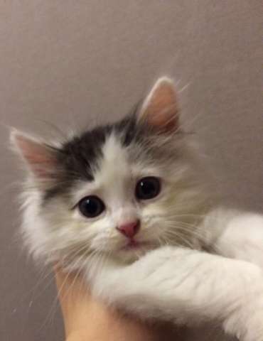 Отдам котенка Отдам котенка