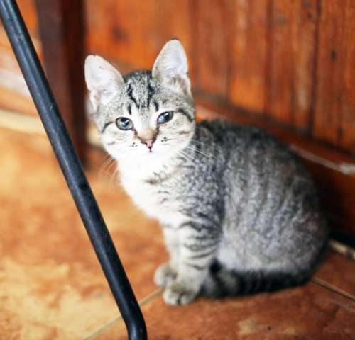 Обалденные котята в поисках дома Обалденные котята в поисках дома