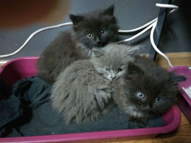 Котята ищут добрых хозяев. Котята ищут добрых хозяев.