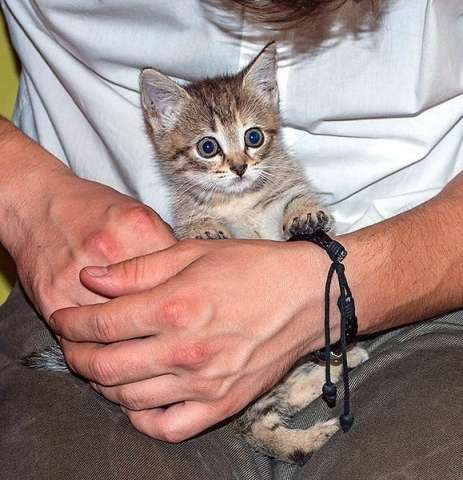Котенок Паштет ищет дом! Котенок Паштет ищет дом!