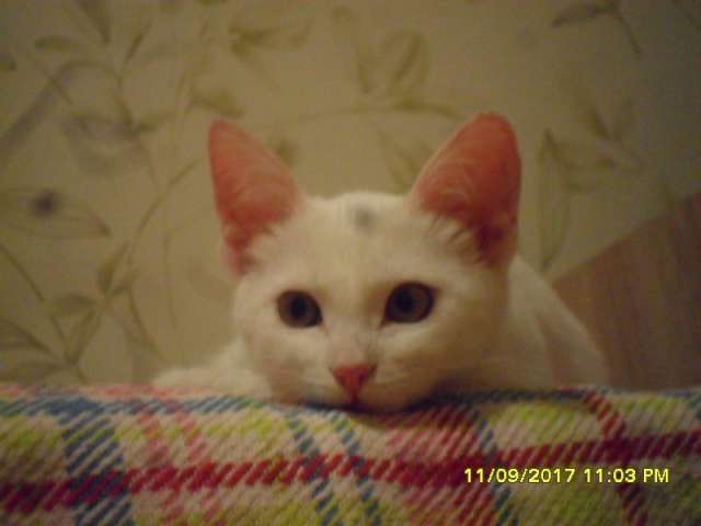 Белоснежные котята в дар Белоснежные котята в дар