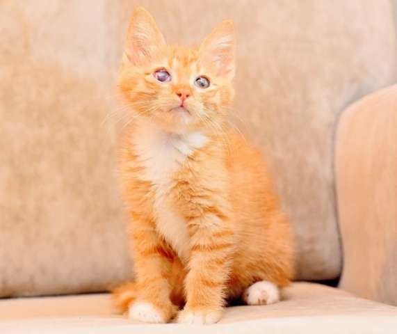 Маленькие рыжие солнышки!! Особенные котята в поисках самых особенных людей! Маленькие рыжие солнышки!! Особенные котята в поисках самых особенных людей!