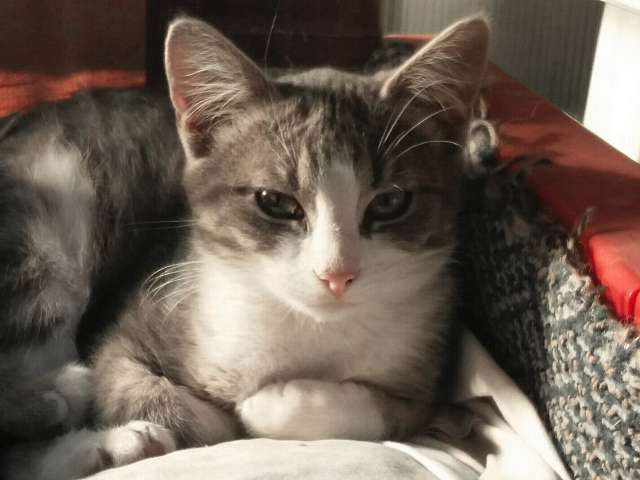 Ищут дом очаровательные котята! Ищут дом очаровательные котята!
