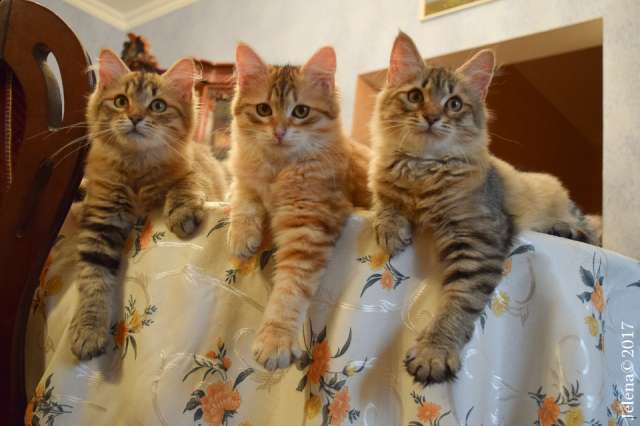 Сибирские котята Сибирские котята