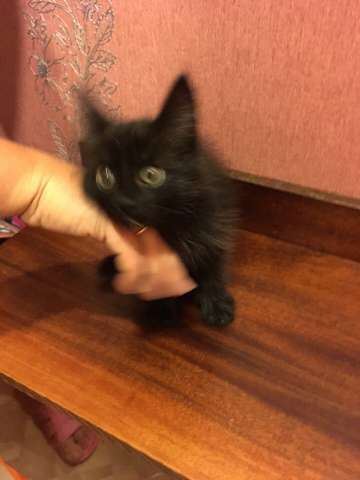Отдам в дар черного котенка!!! Отдам в дар черного котенка!!!