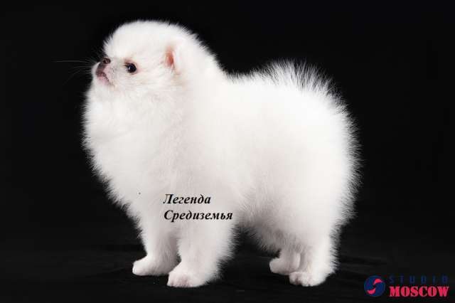 Щенок померанского шпица Щенок померанского шпица