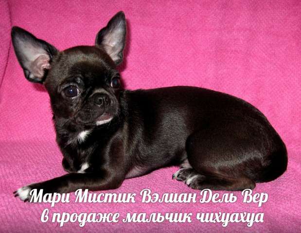 Щенки чихуахуа из " Мари Мистик " Щенки чихуахуа из " Мари Мистик "