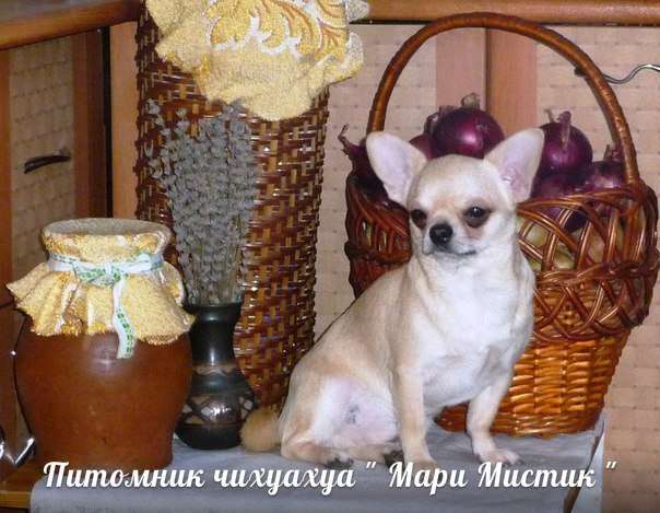 Чихуа кобели - женихи для вязок Чихуа кобели - женихи для вязок
