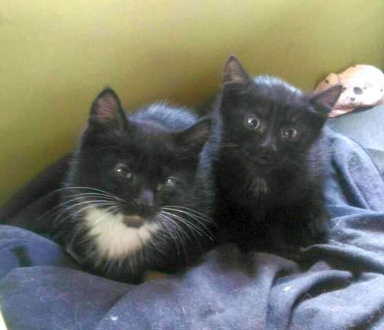 Замерзающие на даче котята.... Замерзающие на даче котята....