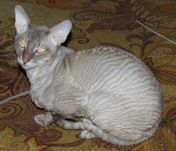 Корниш рекс вязка, продажа котят. Корниш рекс вязка, продажа котят.
