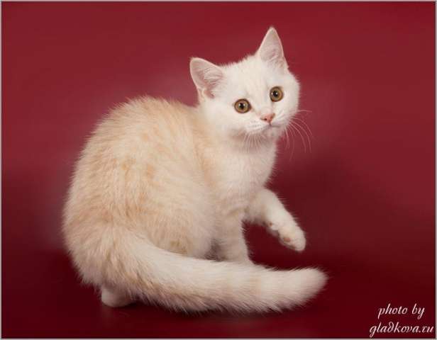 Шотландские котята в тёплых шубках Шотландские котята в тёплых шубках
