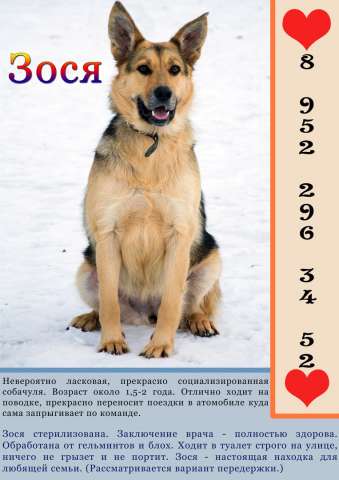 Зося ищет дом и любящего хозяина. Зося ищет дом и любящего хозяина.