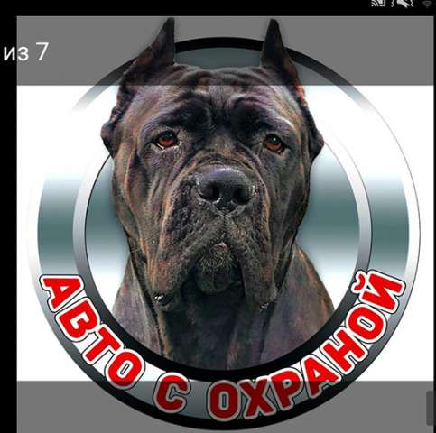 ЩЕНКИ КАНЕ КОРСО ЩЕНКИ КАНЕ КОРСО